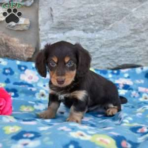 Oliver, Dachshund Puppy